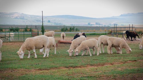 A Flock Of Sheep Eating Pasture Grass Inside A Farm Located By The Roadside