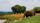 african elephant
