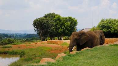 elephants and their habitat