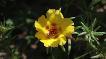 花免费下载免费下载免费下载免费下载视频素材