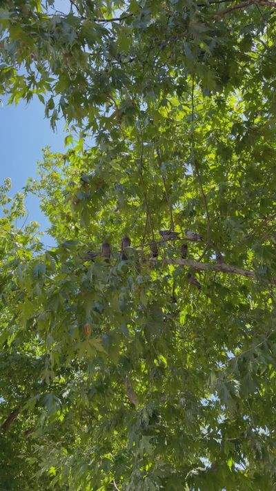Edanur Subaşı's nature timelapse video