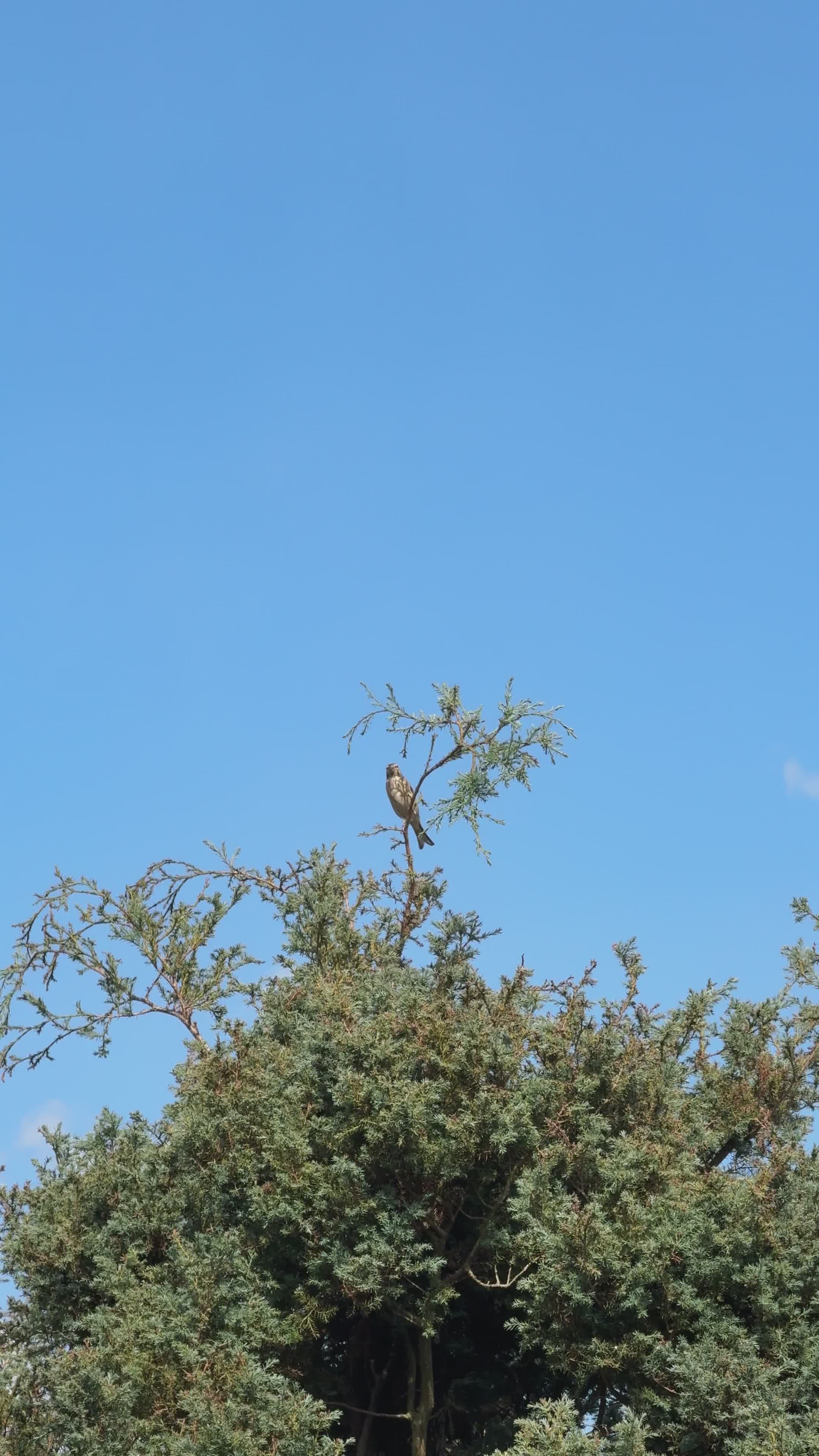 bird perched on tree against blue sky 38453814 — free pexels stock footage