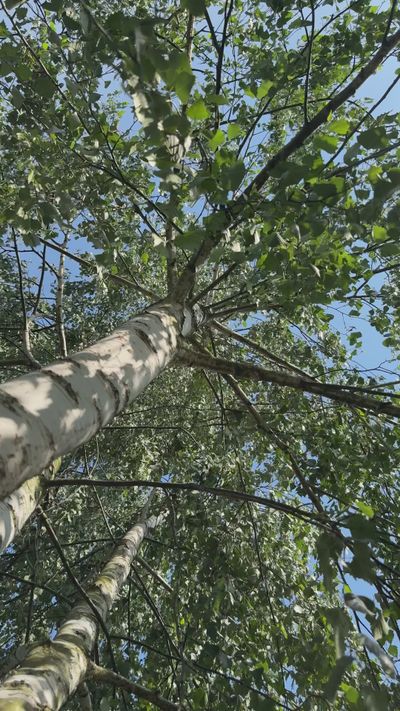 Anna Lupa's nature timelapse video