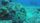ocean animals