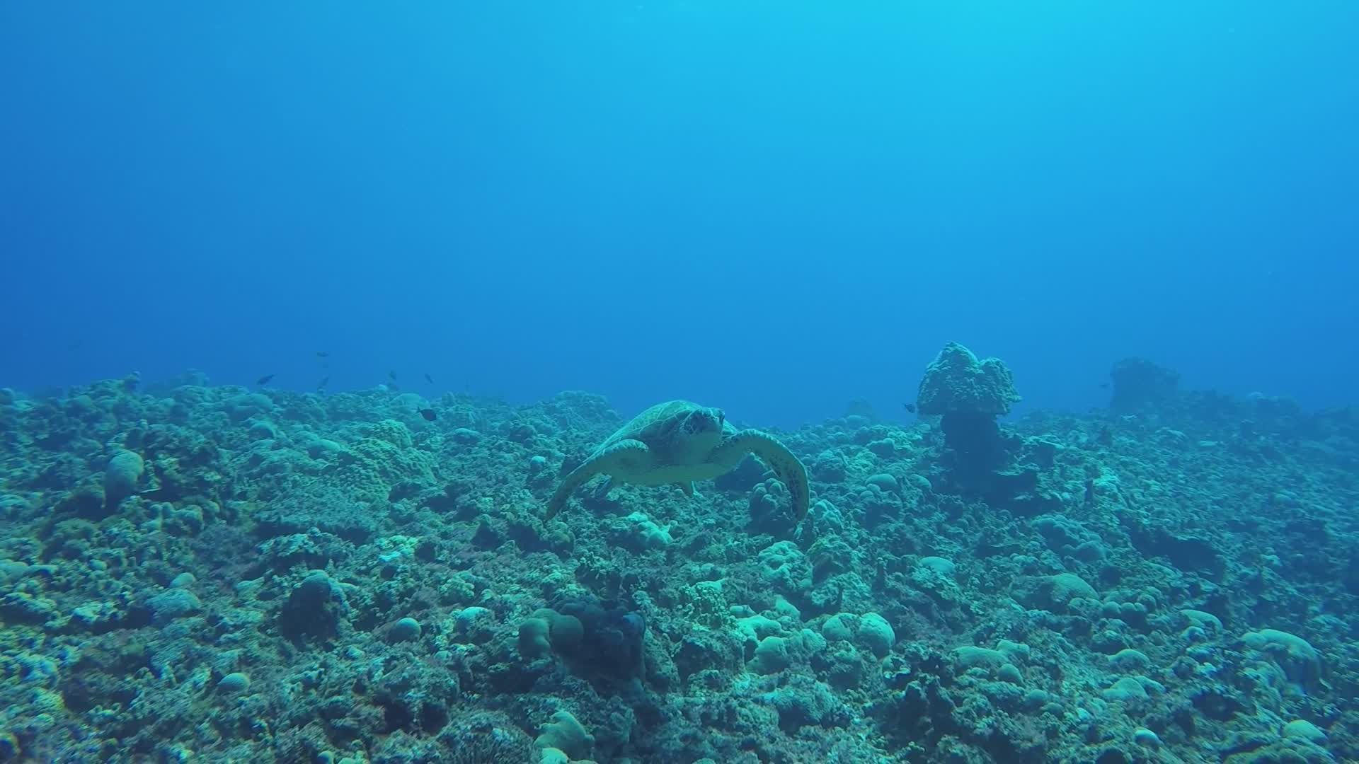underwater glide of a sea turtle 38475218 — free pexels stock footage