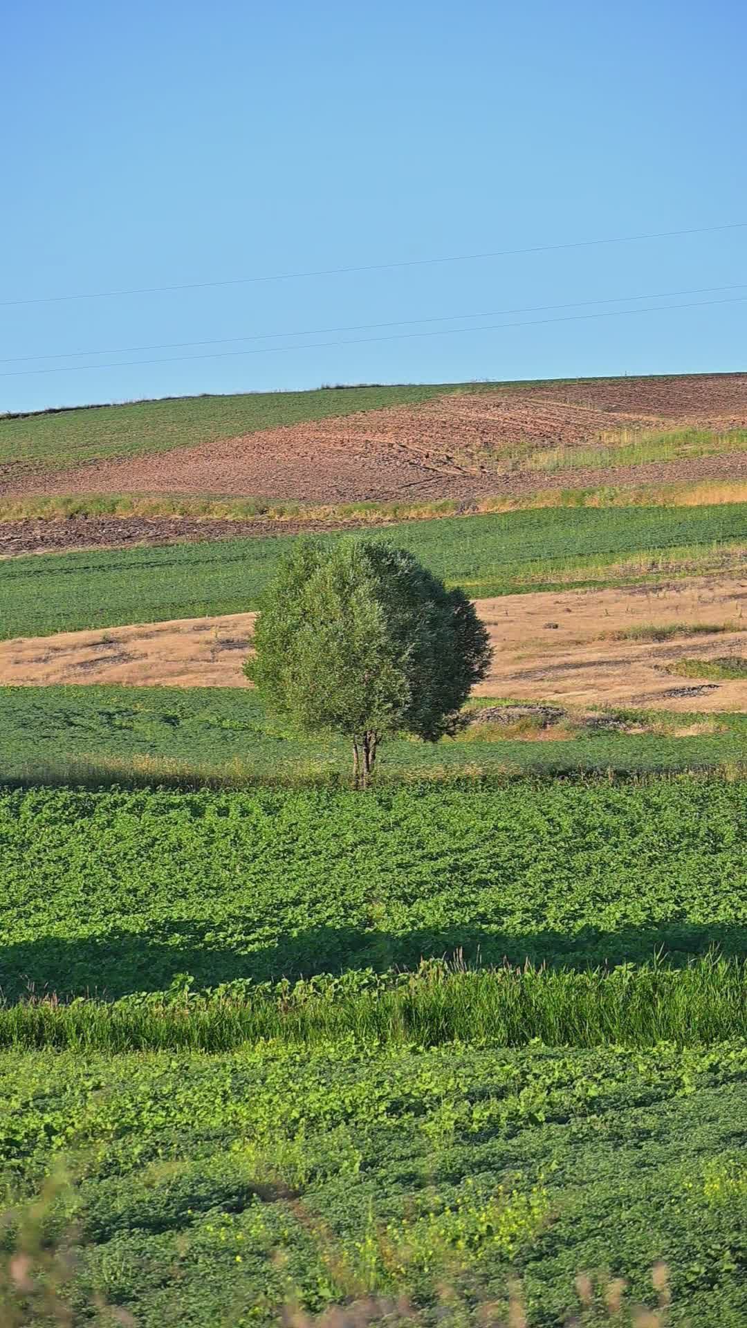 lone tree in serene countryside landscape 38478545 — free pexels stock footage