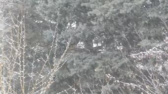 下雪高清视频视频素材