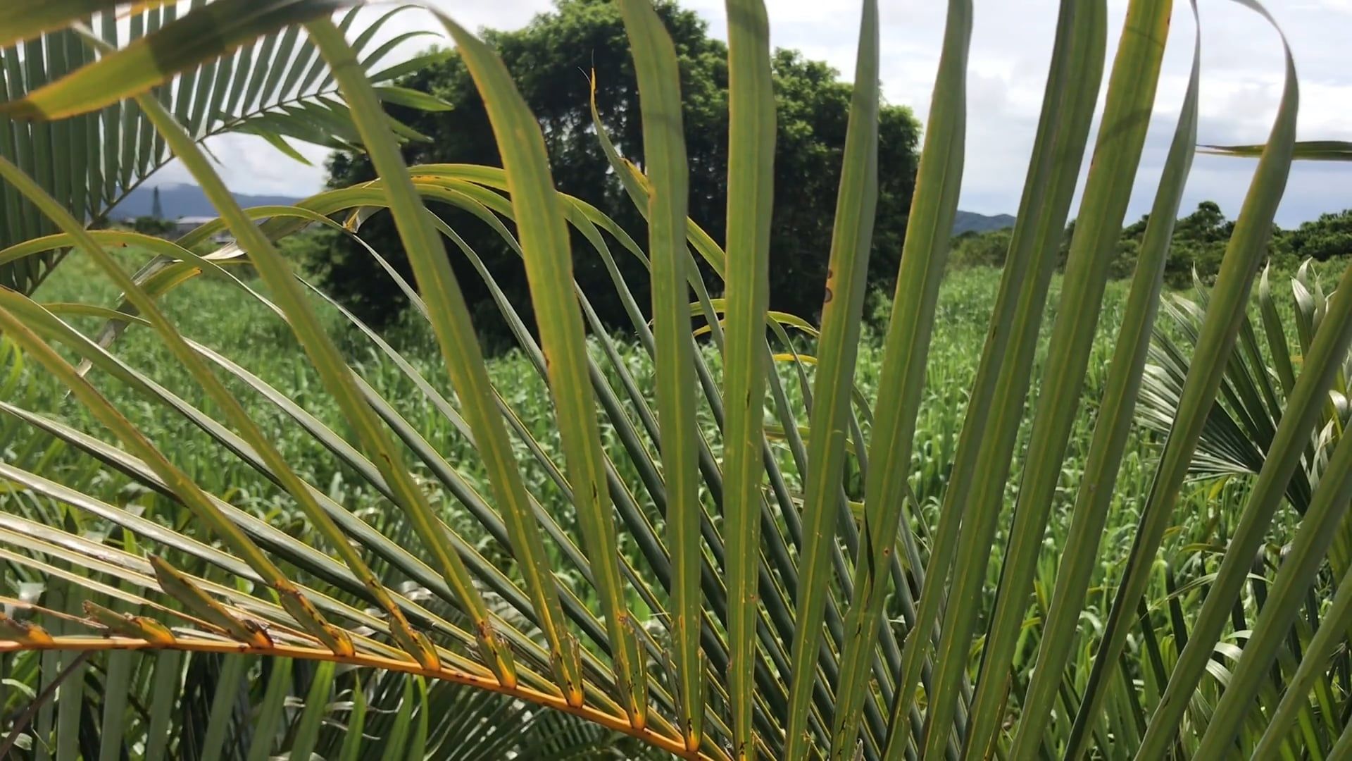 Close Up Footage Of A Coconut Tree s Long Leaves Free Stock Video close-up-footage-of-a-coconut-tree-s-long-leaves-free-stock-video