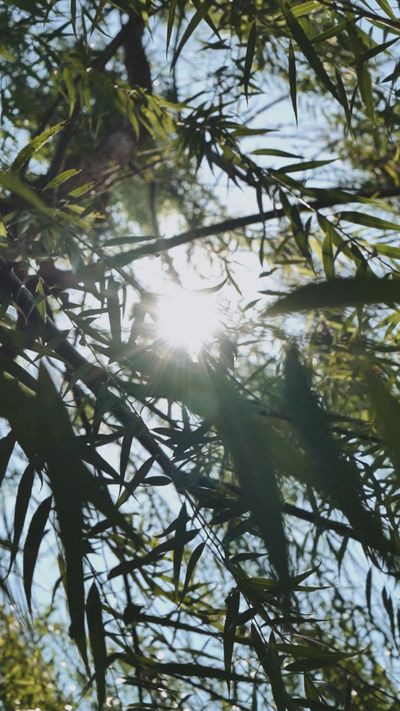 Reynaldo Yodia's nature timelapse video