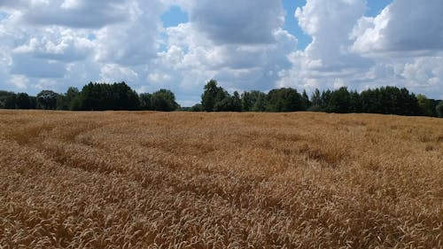 Aerial Drone  Footage Of A Wheat Field