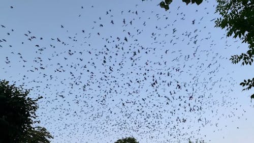 Flock Of Birds In A Murmuration Flight 