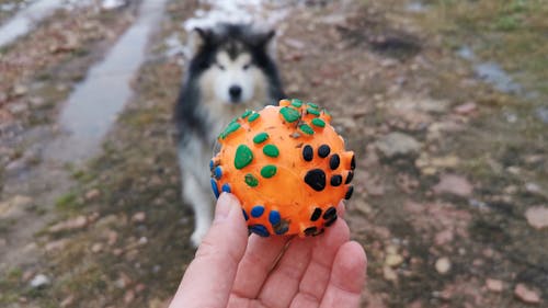 A Siberian Husky Learning To Play With A Ball