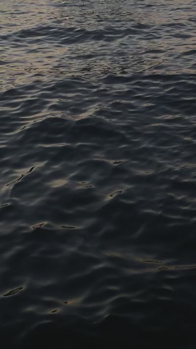 Zehra K.'s fluid simulation art video