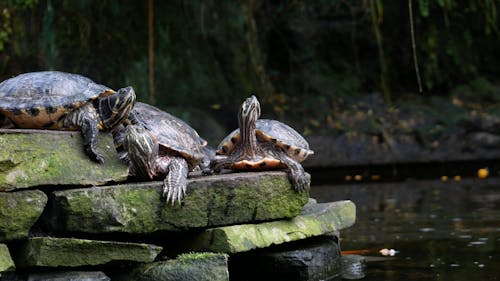 A Group Of Freshwater Turtles Resting On A Pile Of Concretes