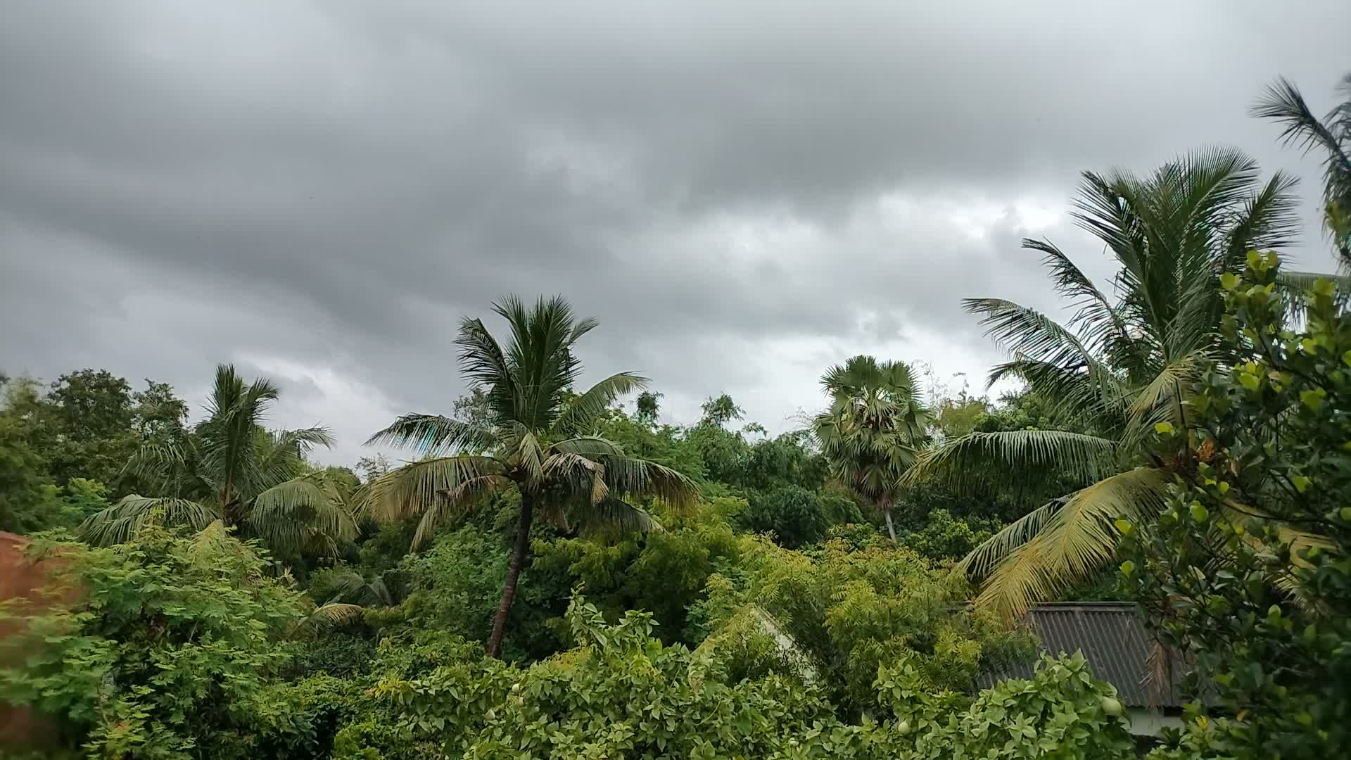 Video by Pikasha Organicfarm