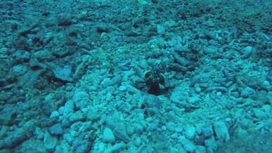 underwater close up of sea floor creatures