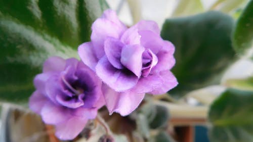 Blooming African Violets In Close-up View