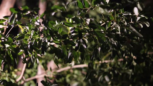 Green Leaves Of A Tree On A Windy Day