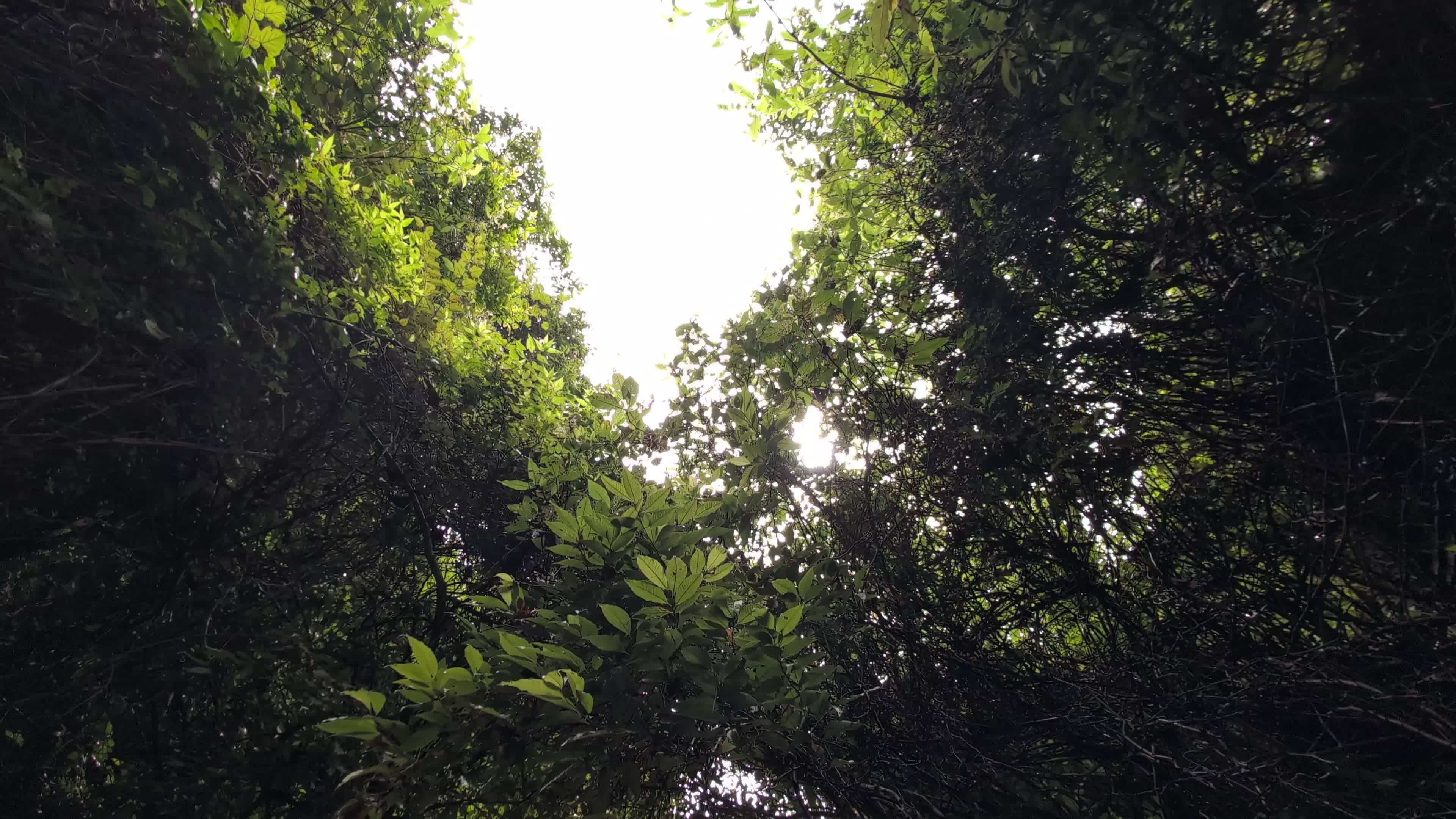 Video by Sajal Niraula