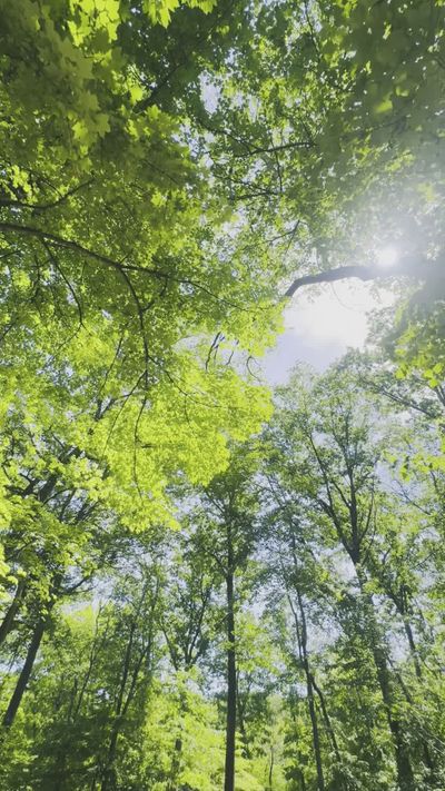 Vicky B's nature timelapse video