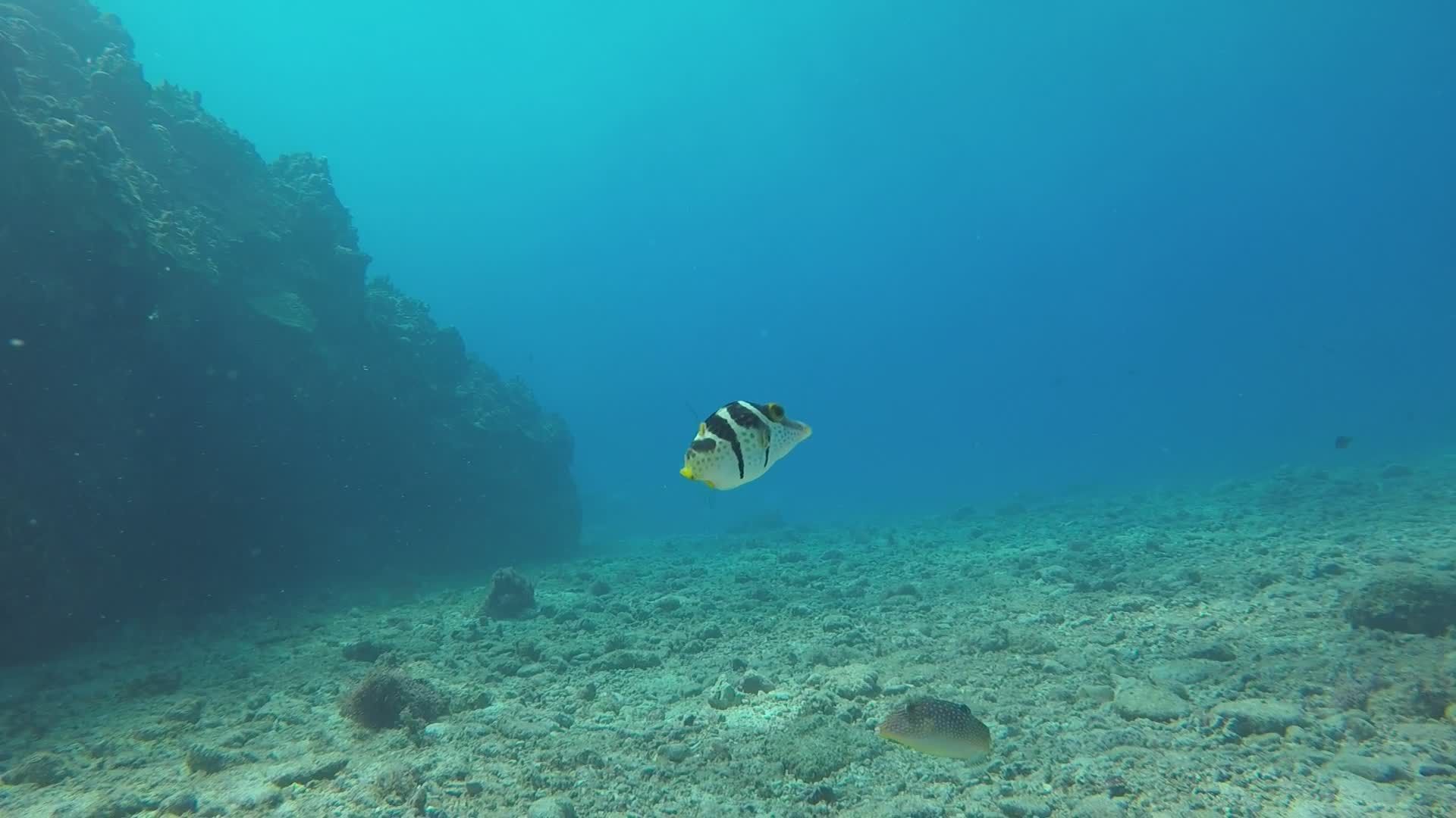 colorful fish swimming underwater reef scene 38590861 — free pexels stock footage