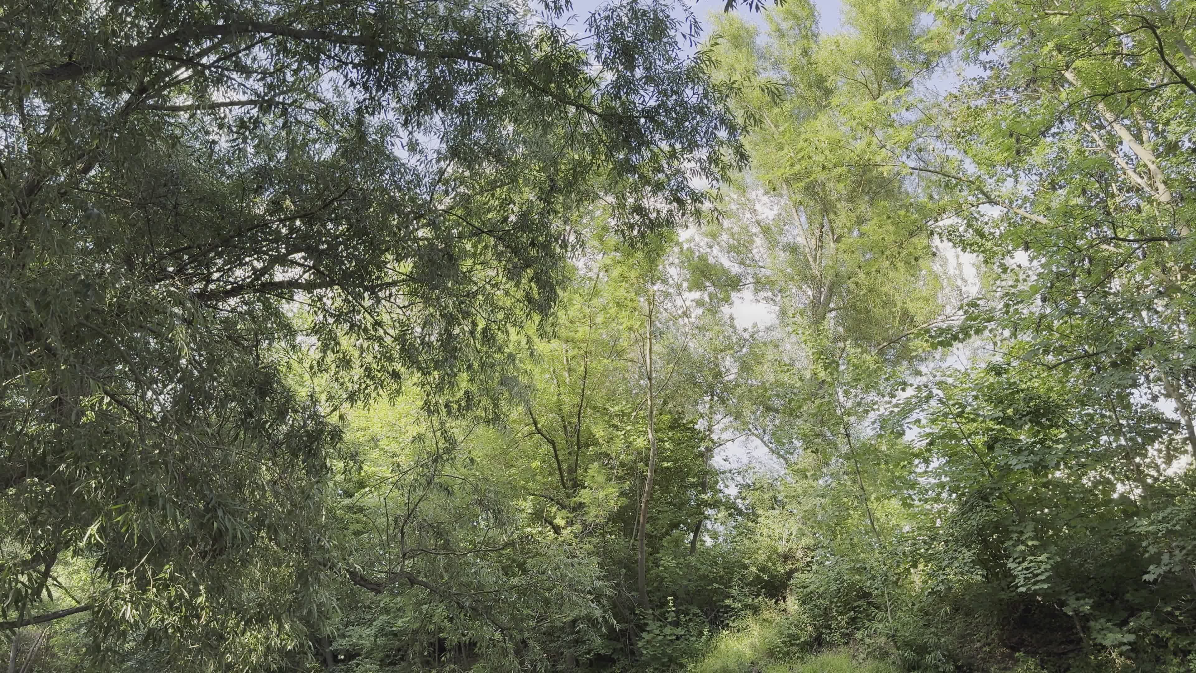 Video by Mario V.W.B.R. Obst