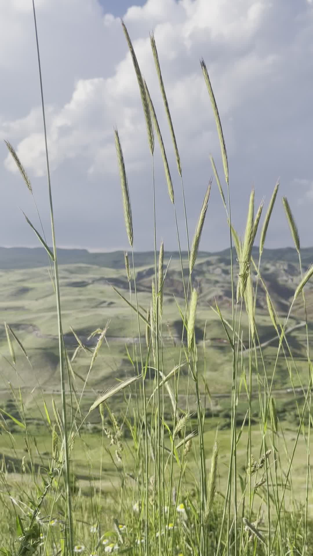 scenic grassland panorama with clear skies 38614216 — free pexels stock footage