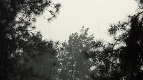 Trees Swaying in the Wind on a Stormy Day