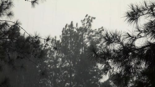 Trees Swaying in the Wind on a Stormy Day