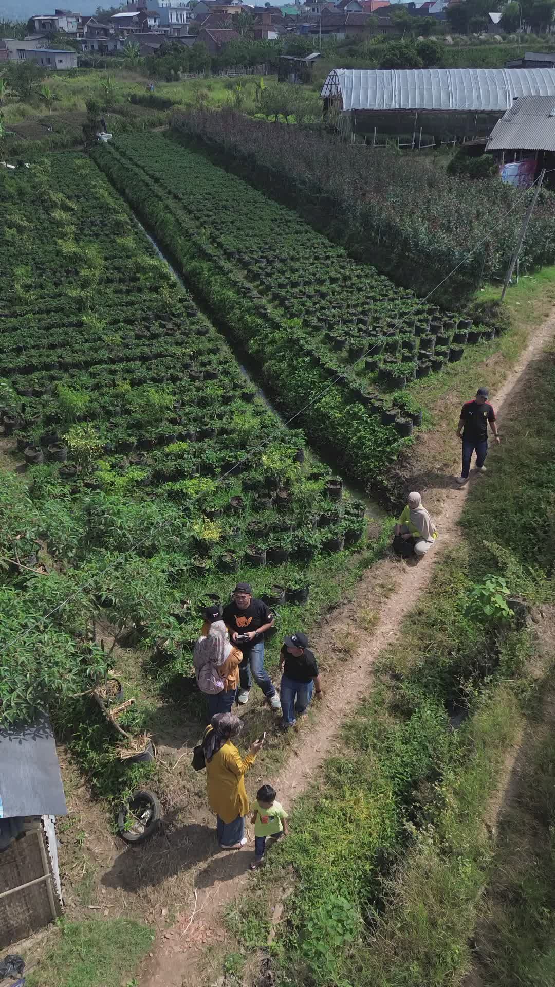 Aerial View of People in Lush Green Farm Fields Free Stock Video ...