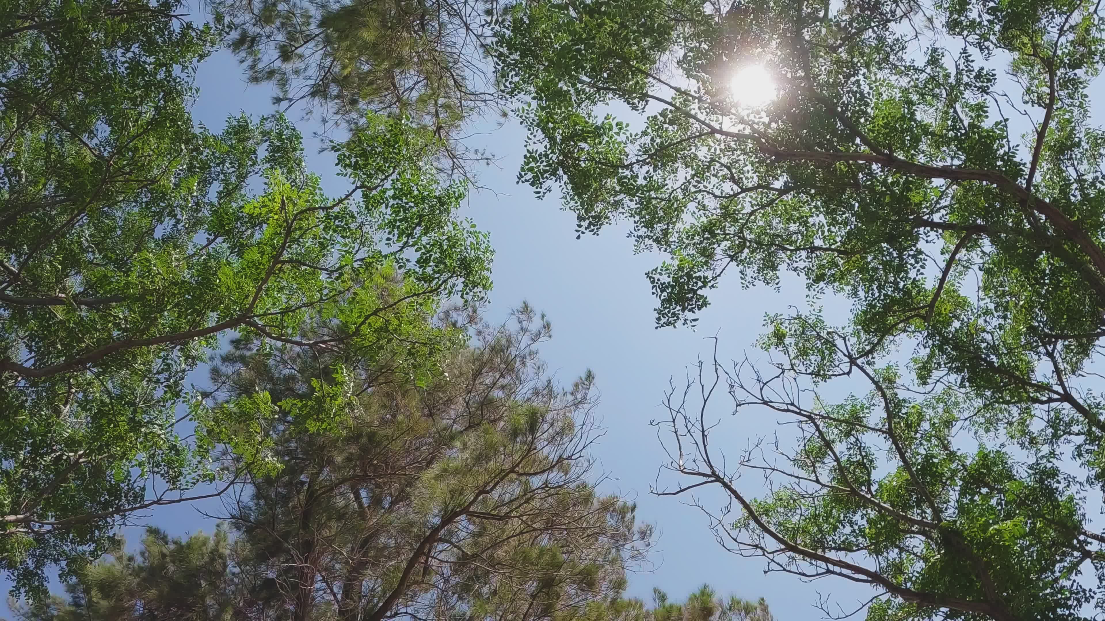 Video by Engin Akyurt