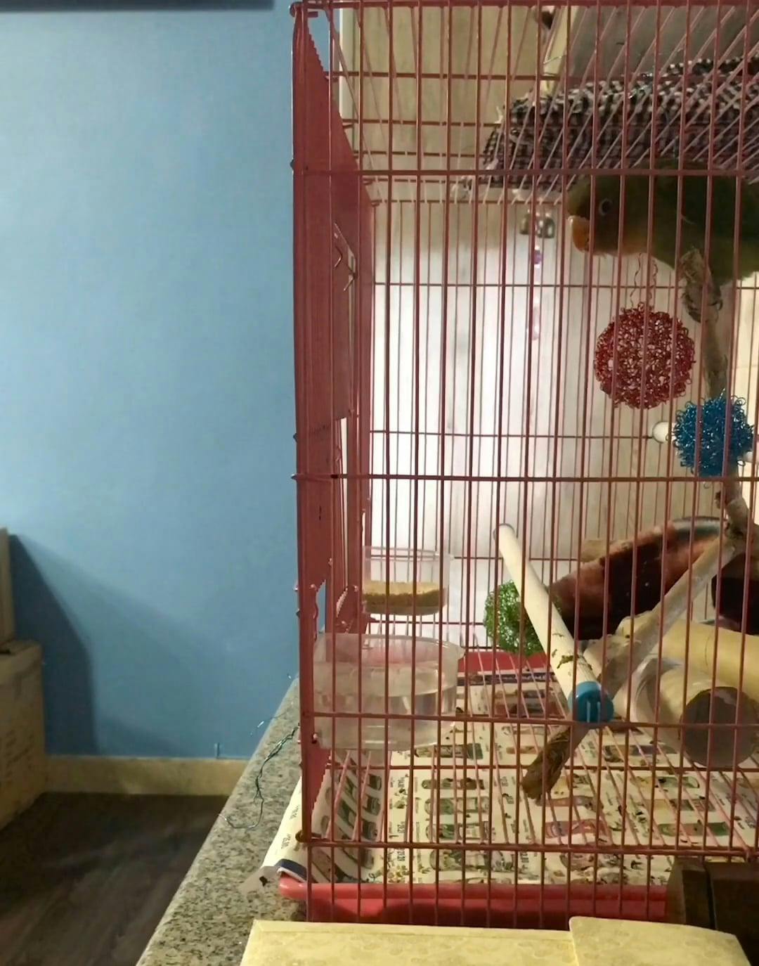 Bird Escaped The Cage · Free Stock Video