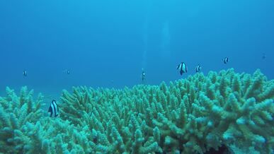 marine life over vibrant coral reef