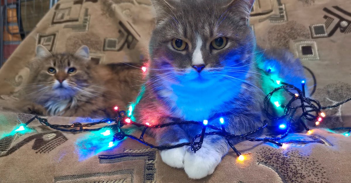 V deo Profissional Gratuito De Animal Bicho Gato v-deo-profissional-gratuito-de-animal-bicho-gato