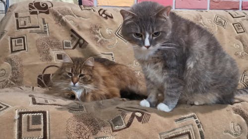 Brown And Gray Cats On A Couch