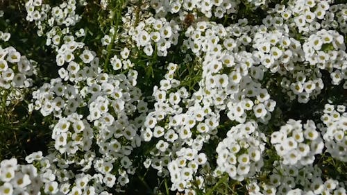 A Garden With Clusters Of White Flowers