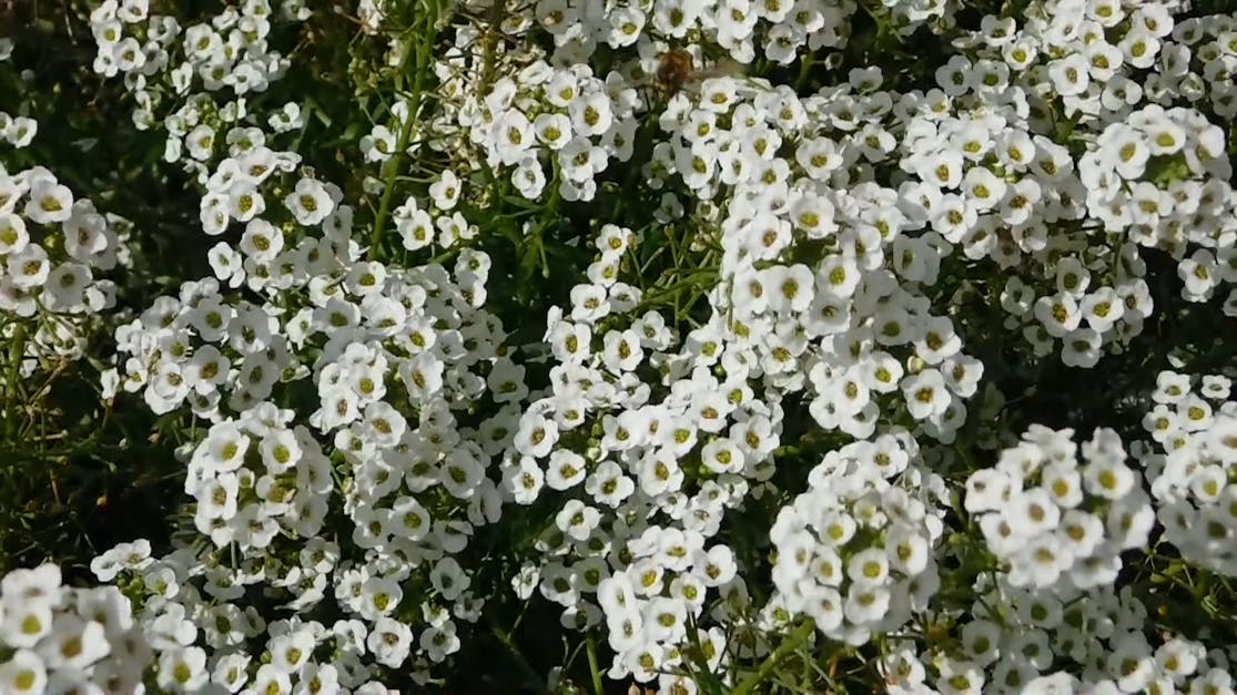 A Garden With Clusters Of White Flowers · Free Stock Video