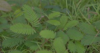 节气白露视频素材免费下载免费下载高清视频视频素材