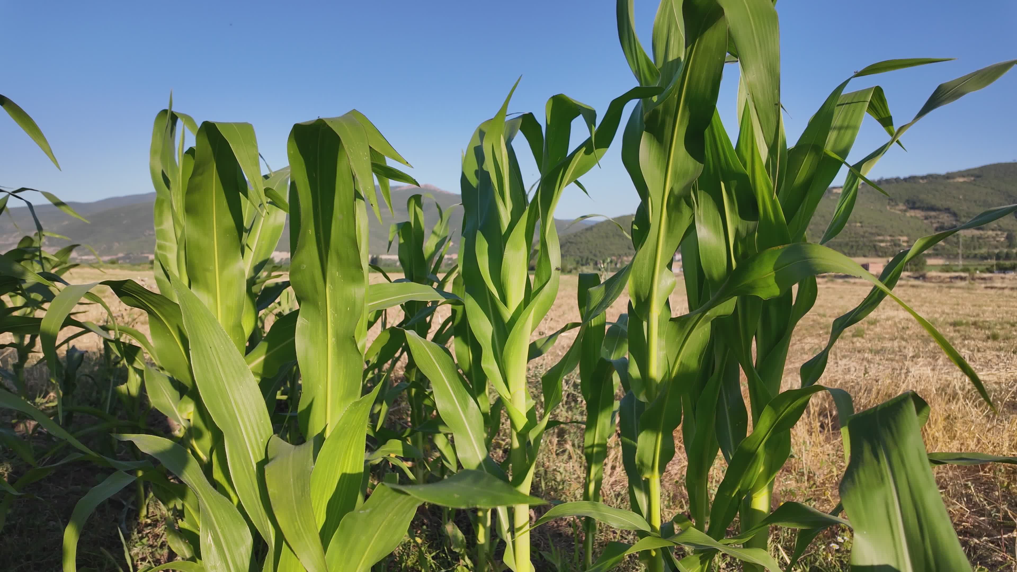 Agronomist video