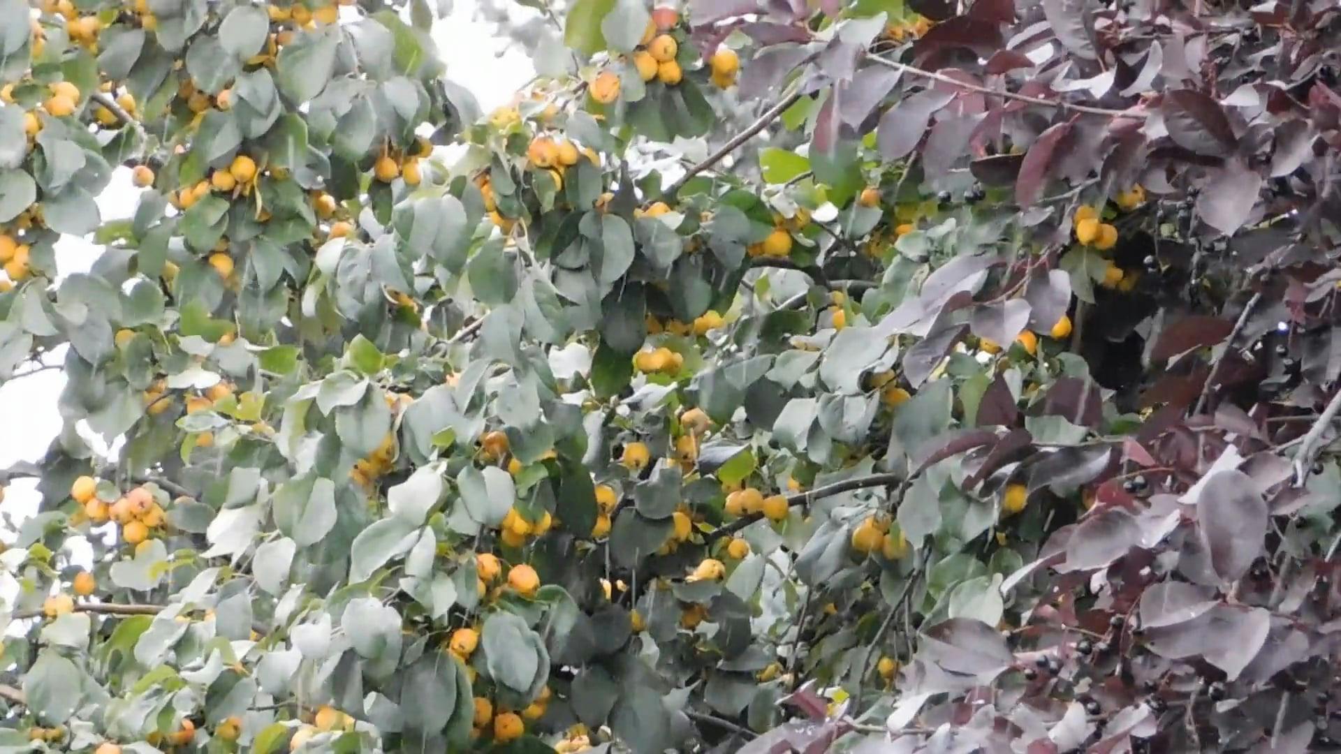 Rainfall Soaking Wet A Fruit Tree · Free Stock Video