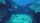 reef