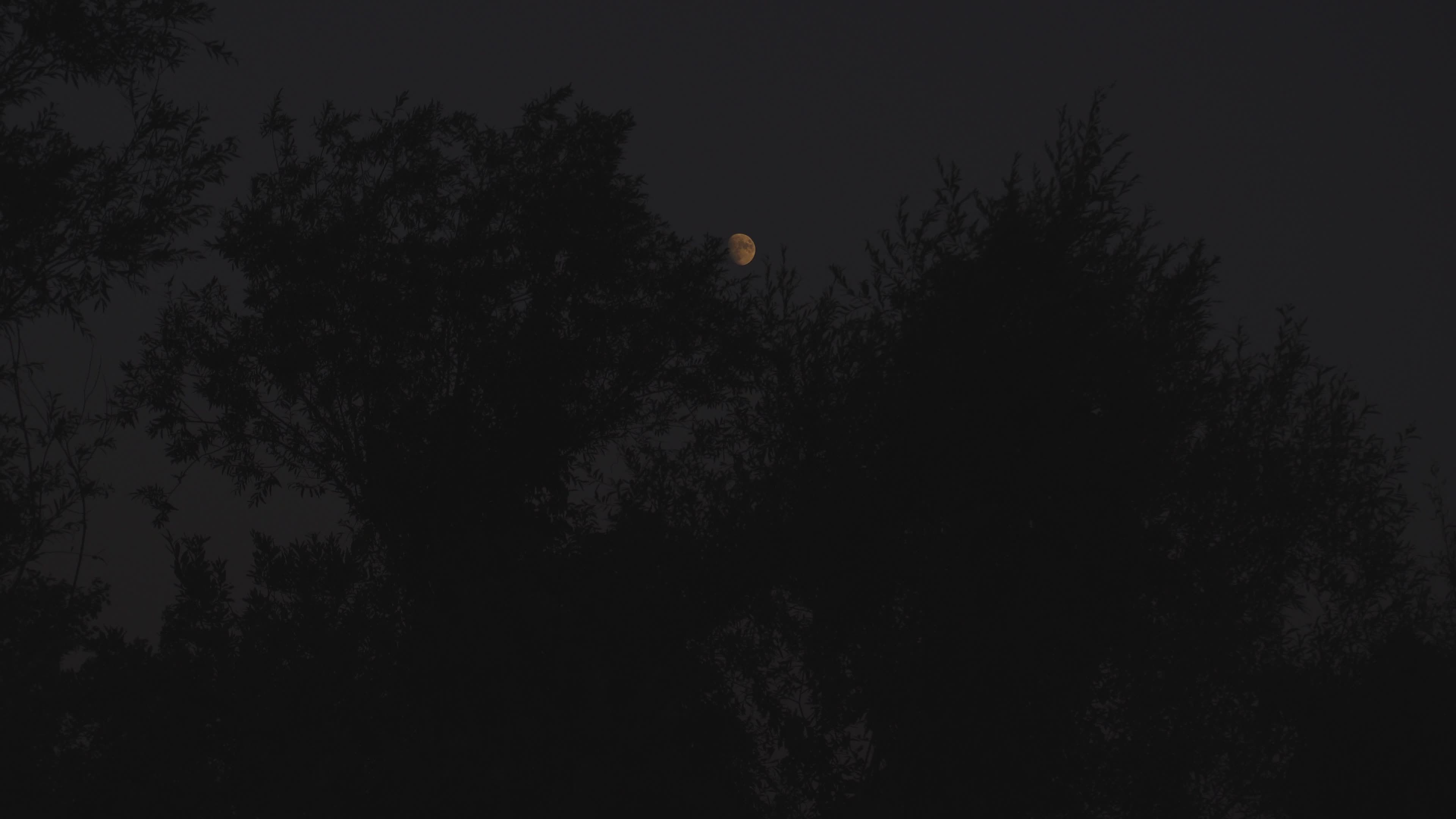 Mystical Nighttime Moonrise Behind Trees Free Stock Video Footage ...