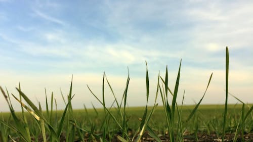 View Of Green Plants In A Farmland