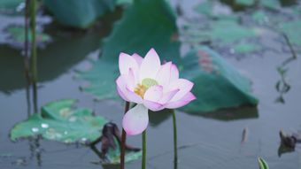 雨天的荷花高清视频免费下载视频素材