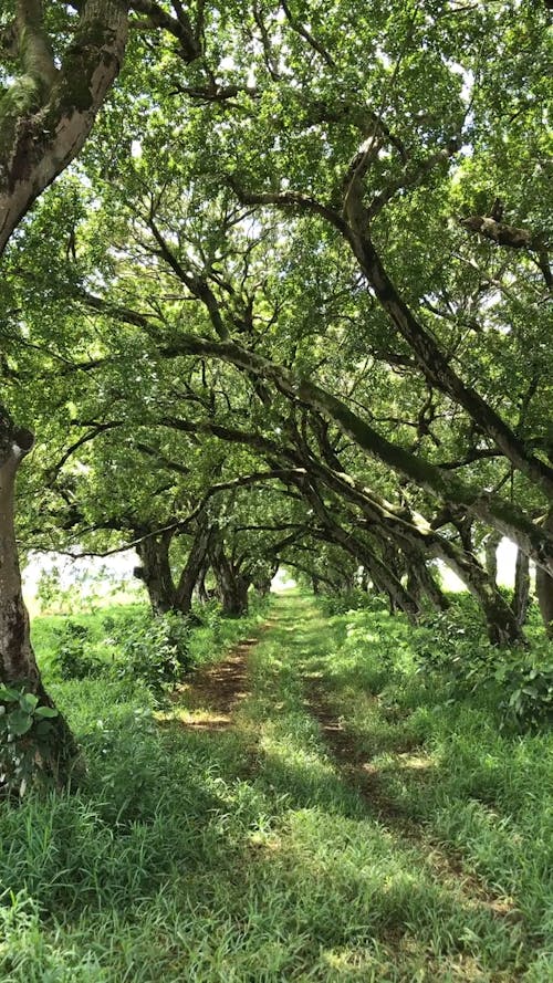 An Off Road Trail Shaded By The Trees