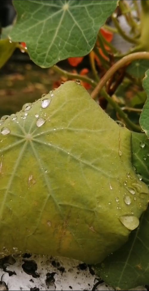 Water Droplets On Leaves Of A Plant