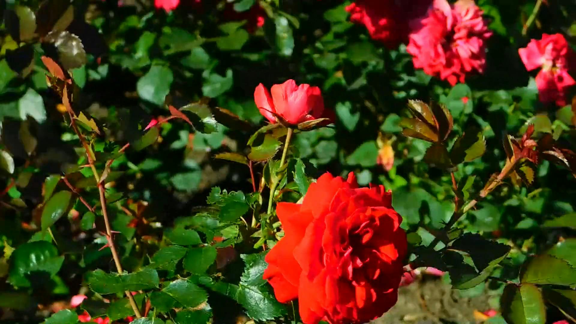 Garden Roses In Full Bloom · Free Stock Video