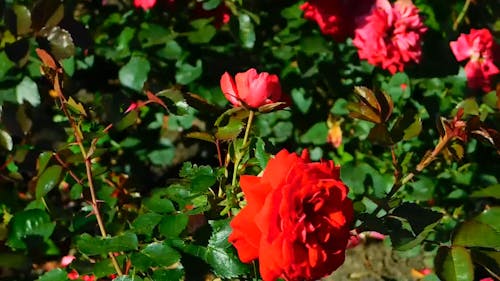 Garden Roses In Full Bloom