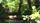 peaceful forest