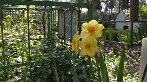 Yellow Flowers In Full Bloom